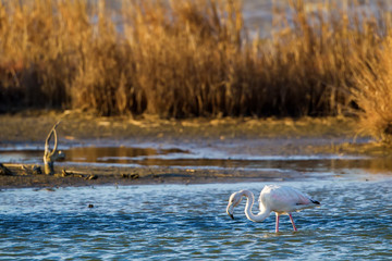 Pink flamingos walking through the water
