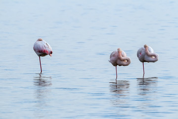 Naklejka na ściany i meble Pink flamingos walking through the water