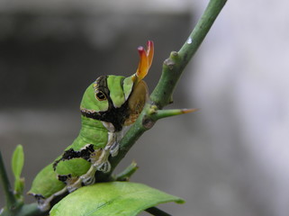 chenille papilio gabon 4