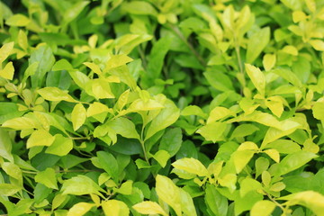 Fototapeta na wymiar Green plants and leaf
