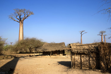 Baobab, Adansonia grandidieri, allée des baobabs,zone protégée, Morondava, Madagascar