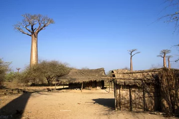 Papier Peint photo autocollant Baobab Baobab, Adansonia grandidieri, allée des baobabs,zone protégée, Morondava, Madagascar