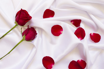 red rose on white cloth