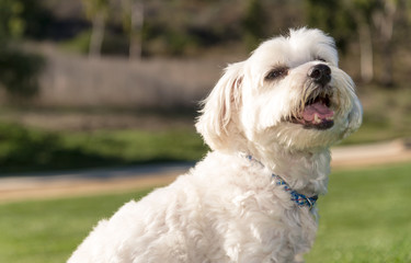 Cute Maltese sitting in a grass field