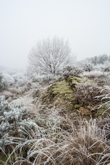 Campagne givr&eacute;e, givre, blanc, neige