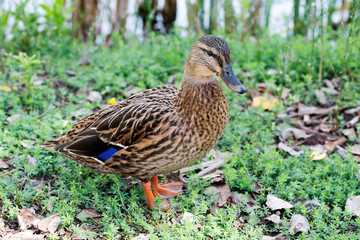 Drake on the background of leaves and dry leaves