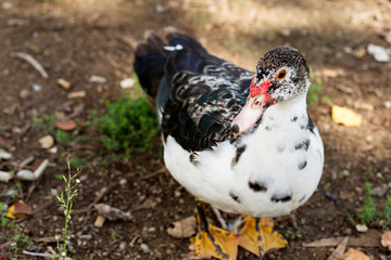 Drake on the background of leaves and dry leaves
