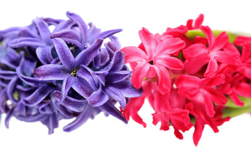 blue and pink hyacinth flowers on a white isolated background