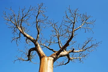 Papier Peint photo Lavable Baobab Baobab, Adansonia grandidieri, allée des baobabs,zone protégée, Morondava, Madagascar