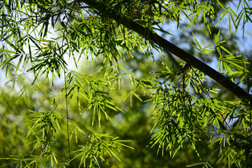 fresh green natural light background