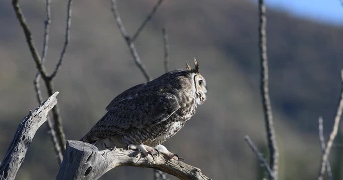 4K UltraHD A Great Horned Owl, Bubo virginianus