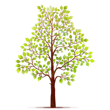 Green tree with leaves on white background vector