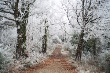 Campagne givrée, givre, blanc, neige