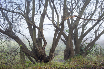 Bare trees in morning fog UK