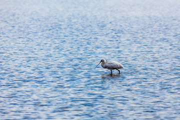 The spoonbill (Platalea leucorodia), wading bird