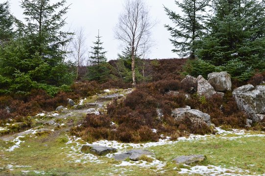 Kielder Forest 