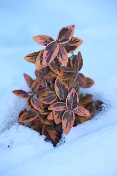 Schneeblume