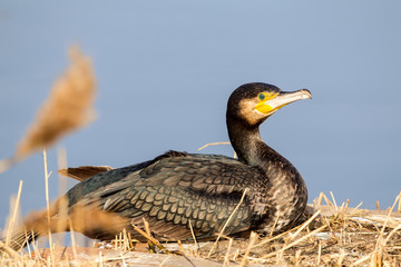 Fototapeta premium The cormorant (Phalacrocorax carbo), in the lagoon