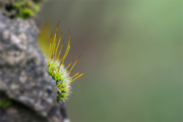 Stone wall moss