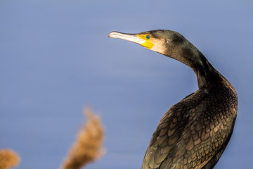 The cormorant (Phalacrocorax carbo), in the lagoon