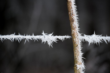 Campagne givrée, givre, blanc, neige