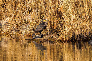 The cormorant (Phalacrocorax carbo), in the lagoon