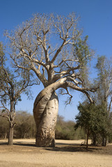 Baobab, Adansonia grandidieri, allée des baobabs,zone protégée, Morondava, Madagascar