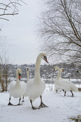 A bevy of swans. One among them  is more curious than others. Naked branches of the tree top, frozen river and riverbanks covered with snow visible in the blurry background. Selective focus.