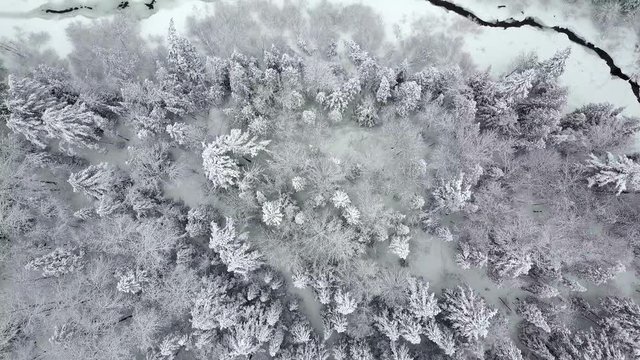 Top down aerial view of snowy trees crossing a stream