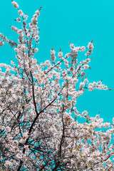 Cherry blossom in Boxholm