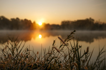 Lake plant grass in early morning