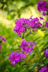 The purple phlox in the garden