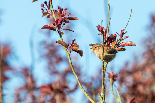 Springtime Wren Singing