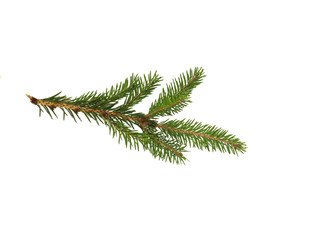 fir branch with green needles on white isolated background