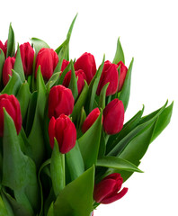 red tulips with green leaves close up isolated on white background