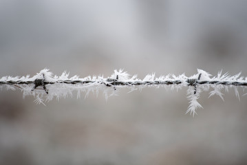Campagne givrée, givre, blanc, neige