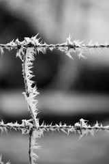 Obraz premium Campagne givrée, givre, blanc, neige