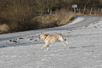 young labrador dog enjoys the snow covered field