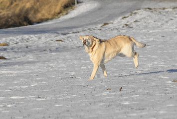 young labrador dog enjoys the snow covered field