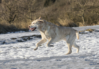 young labrador dog enjoys  the snow covered field