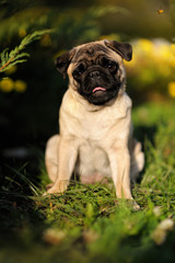 A small dog sits on the lawn among the bright flowers in the summer and smiling. Portrait of a pug and bee