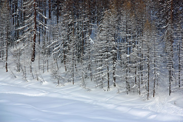 Jeunes mélèzes enneigés en Savoie en hiver, France