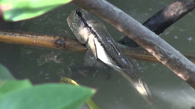 Mud Skipper Clings To Some Bamboo

A tiny Mud Skipper clings to a piece of bamboo and eyes the camera suspiciously. 