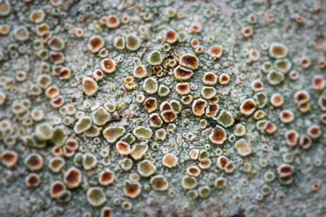 Crustose lichen macro