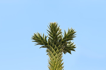 Die Spitze einer Araucaria unter blauem Himmel