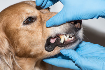 therapy dog teeth
