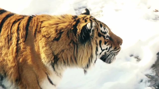 Siberian tiger walking on snow