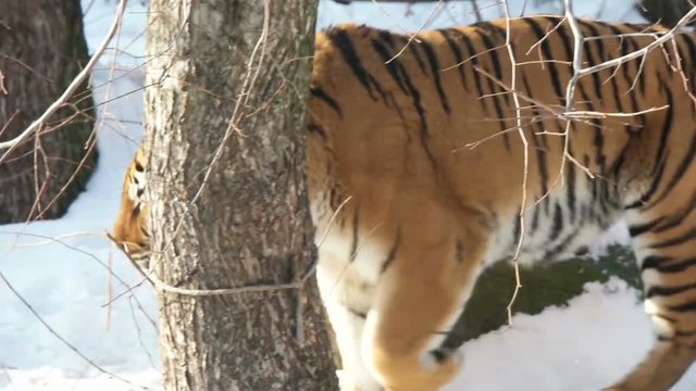 Tiger walking on snow