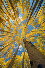 Aspen Up