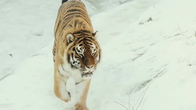 beautiful Siberian tiger